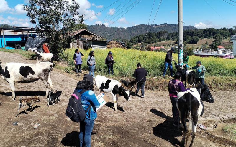 Atienden a 315 bovinos con jornada sanitaria en San Marcos