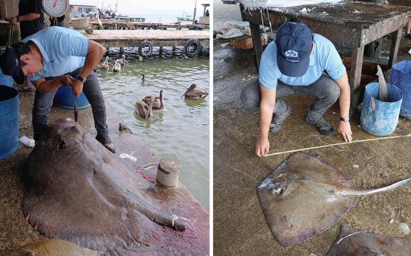 Levantamiento de datos biológicos en Livingston fortalece monitoreo pesquero 