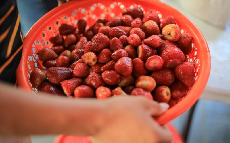 Fresas para la elaboración de mermelada