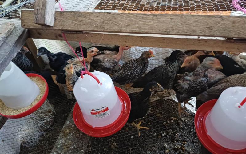 Entrega de incubadora optimiza producción avícola en San Cristóbal Acasaguastlán