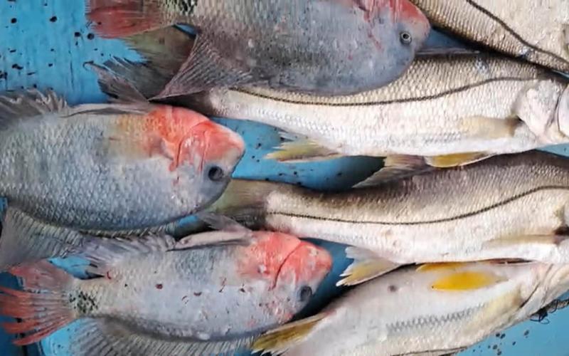 Pescadores apoyan monitoreos para preservar recursos en lago de Izabal