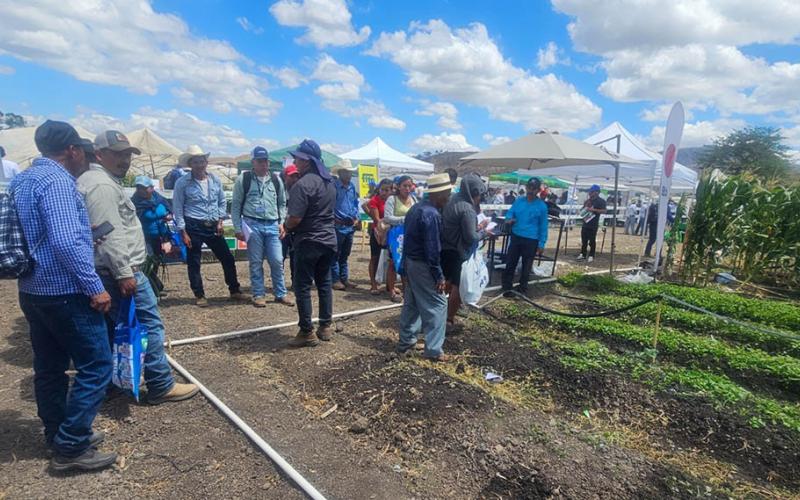Productores de Camotán fortalecen producción de cebolla blanca