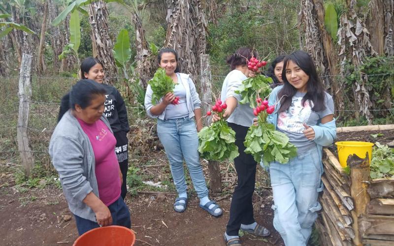 Inician cosecha siembra experimental de rábano que fortalecerá economía de productores