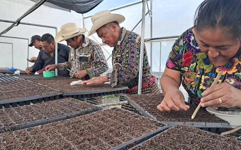 Productores de Sololá avanzan en tecnificación agrícola con cultivo de pilones en invernadero