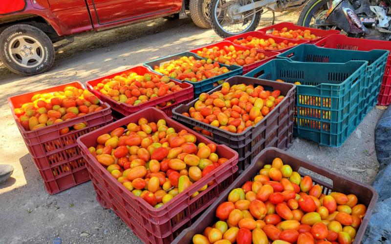 Productores de tomate logran cosecha exitosa tras apoyo técnico especializado