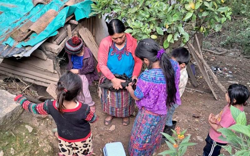 Vacunación preventiva protege producción avícola en Salamá 