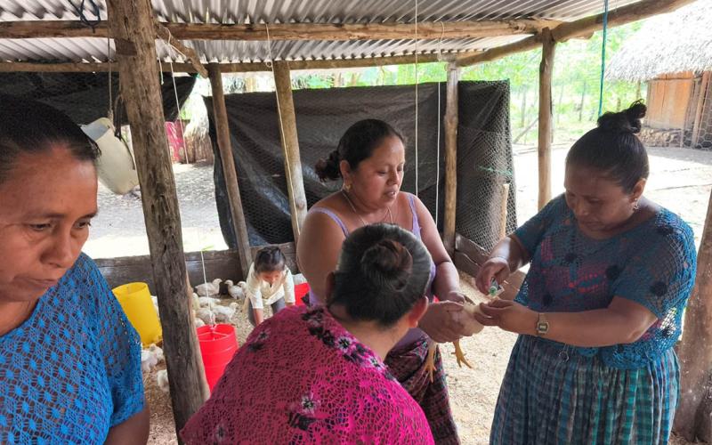 Realizan segunda jornada de vacunación en granjas avícolas de Petén