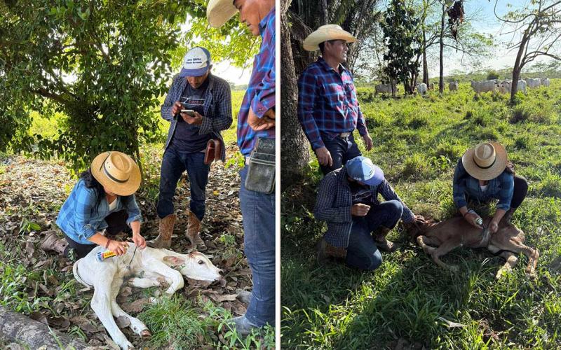 Realizan jornada de vigilancia sanitaria en ganado bovino en Sayaxché