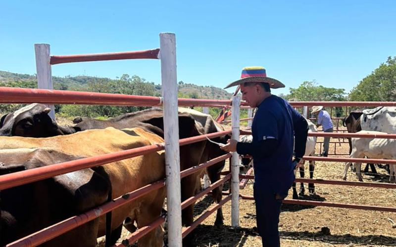 Refuerzan acciones de prevención del Gusano Barrenador en Jutiapa