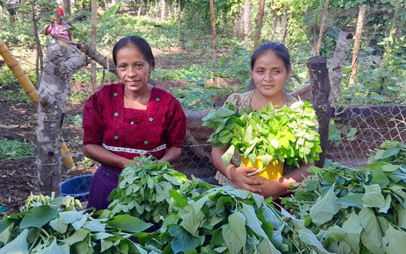 Verifican aplicación de prácticas y resultados en huertos comunales de San Marcos