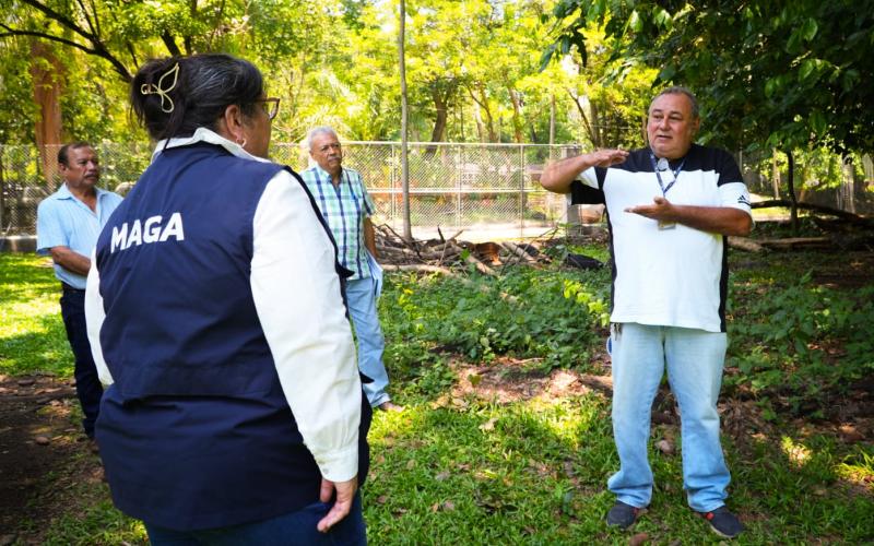 Impulsan producción de cítricos sanos para fortalecer economía en Retalhuleu