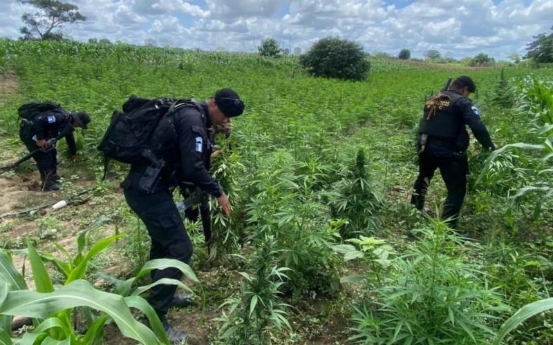 Erradicación de cultivos de marihuana supera los Q39 millones