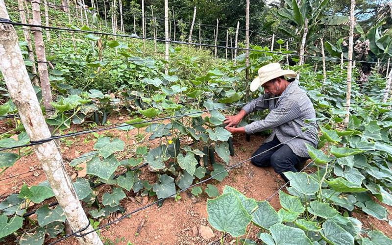Asistencia mejora producción de hortalizas y el conocimiento frutícola en Zacapa
