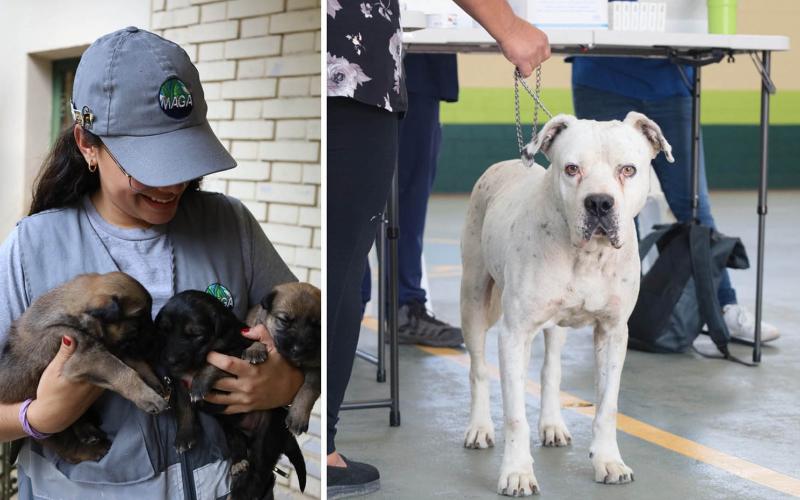 UBA: nueve años promoviendo el bienestar animal