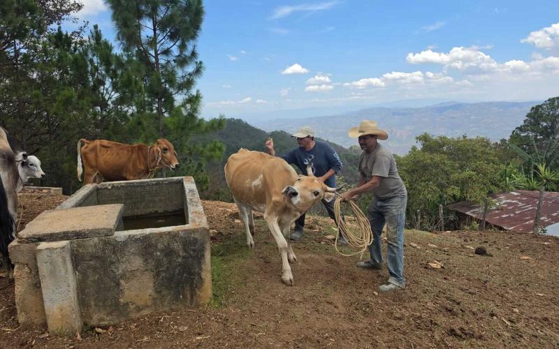 Vacunan a 85 bovinos en prevención de la rabia paralítica