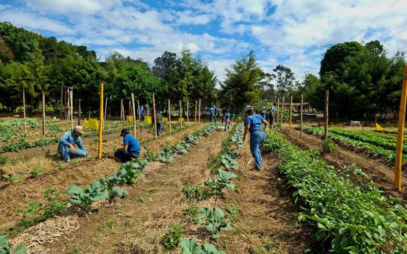 El calor y lluvias irregulares podrían afectar cultivos en 158 municipios