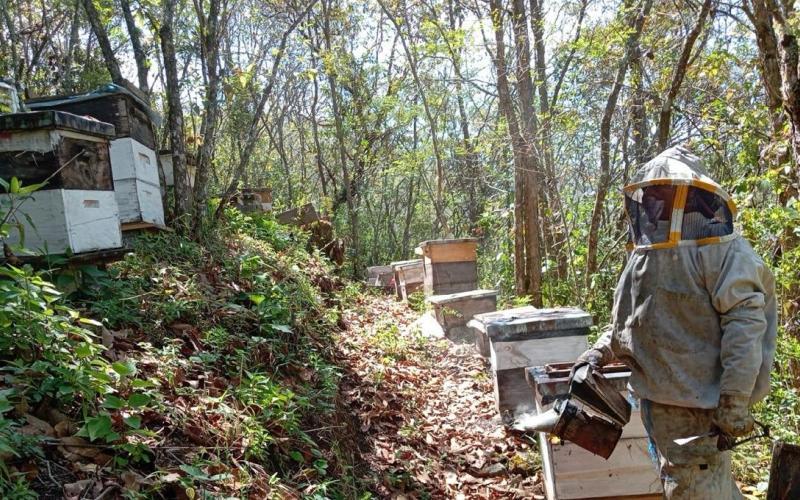 Apicultores de Uspantán fortalecen su producción y mejoran sus ingresos 