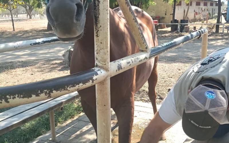 Atienden caso de Gusano Barrenador en equino