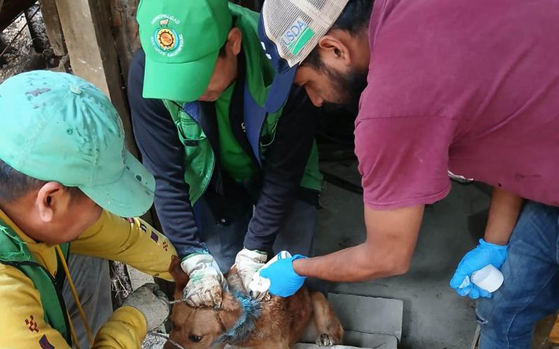 Atienden casos de Gusano Barrenador en caninos