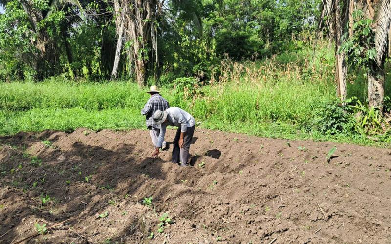 Calor persistente y lluvias intensas elevan riesgos para la producción agropecuaria