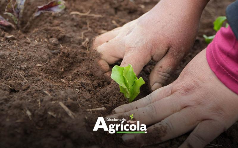 Diccionario Agrícola: Fertilidad del Suelo