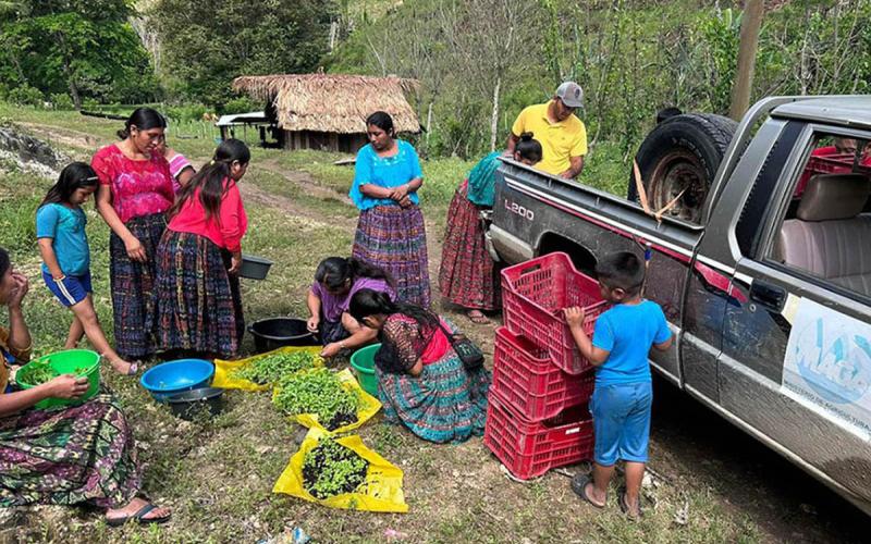 Entregados más de 120 mil pilones de hortalizas en Petén