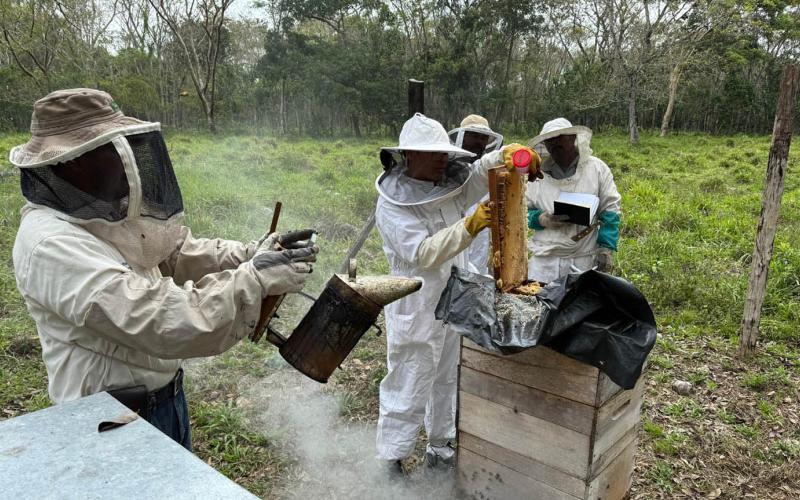 Exportación de miel supera los 79 mil kilogramos en el primer cuatrimestre de 2026