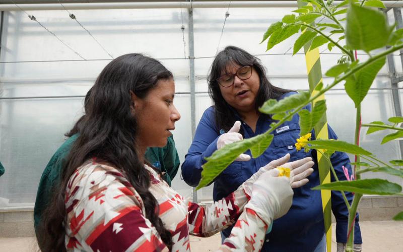 Exportación de semillas de hortalizas posiciona producción agrícola guatemalteca