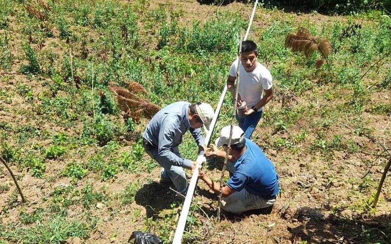 Extensionistas y universitarios tecnifican la producción agrícola en Alta Verapaz