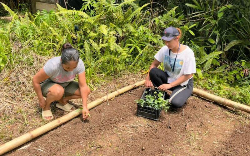 Familias de Izabal diversifican sus huertos con la entrega de pilones de hortalizas