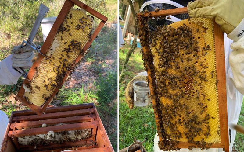 Guatemala conmemora el Día Mundial de las Abejas con crecimiento del sector apícola