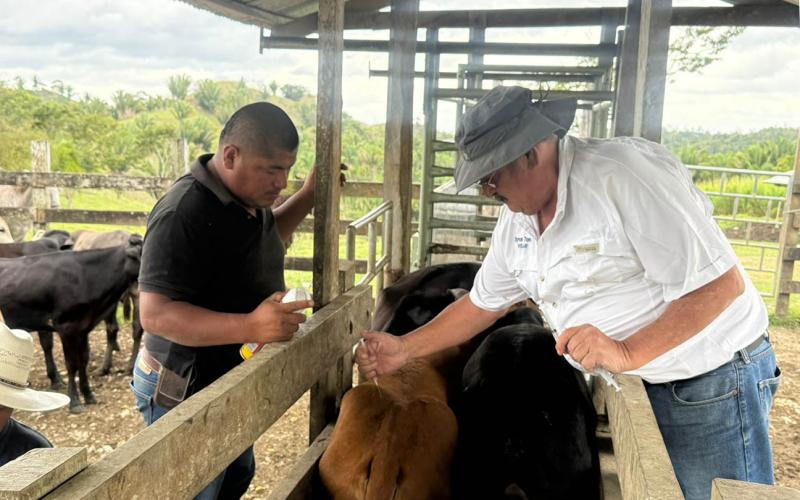 Realizan acciones de prevención y control de la rabia bovina