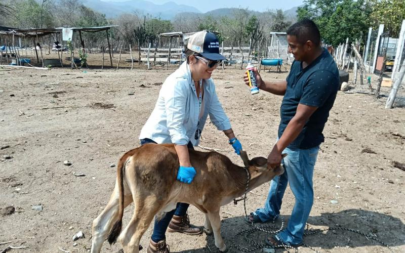 Inspeccionan animales y tratan un caso de miasis en Zacapa