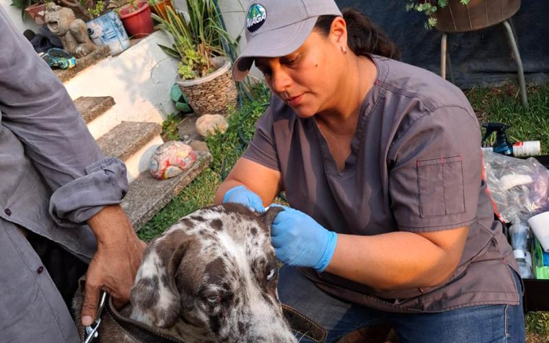 Inspeccionan más de 10 mil animales en prevención del Gusano Barrenador
