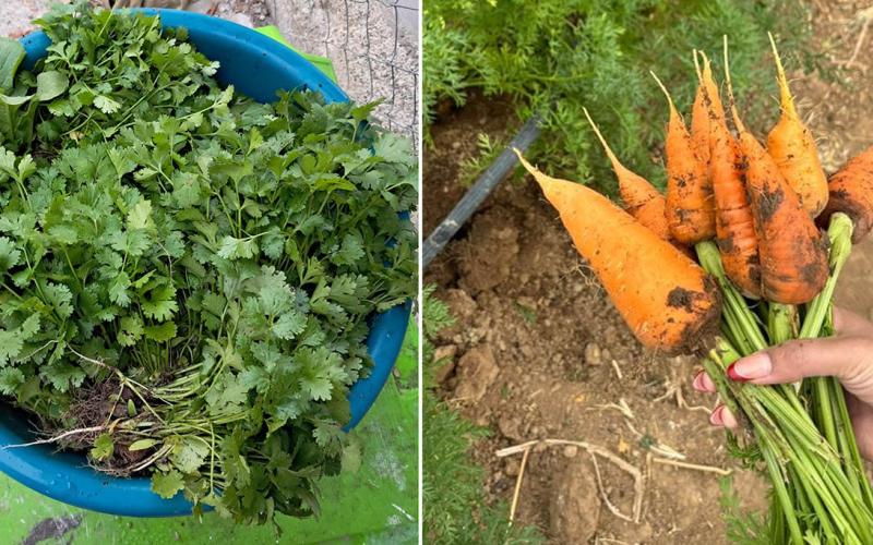 La Feria del Agricultor llevará alegría a Unión Cantinil