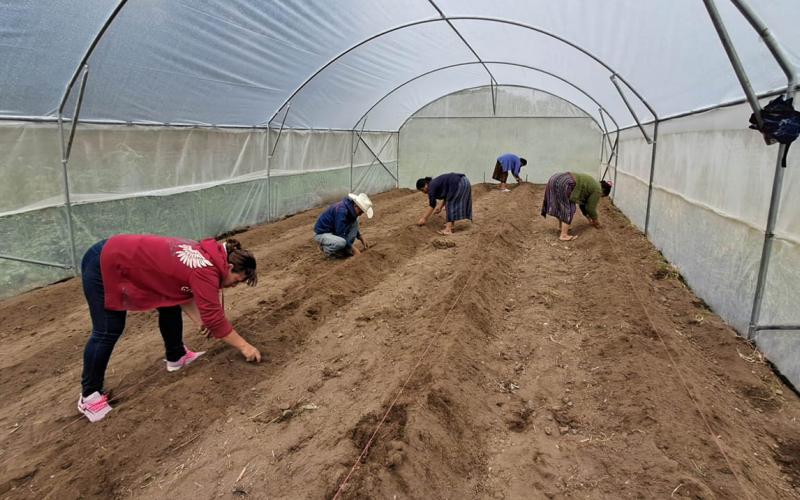 Mejores cosechas y reducción de pérdidas gracias a los cultivos protegidos