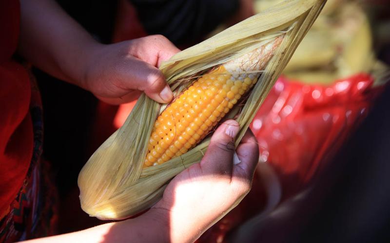 Producción sostenible de maíz y frijol
