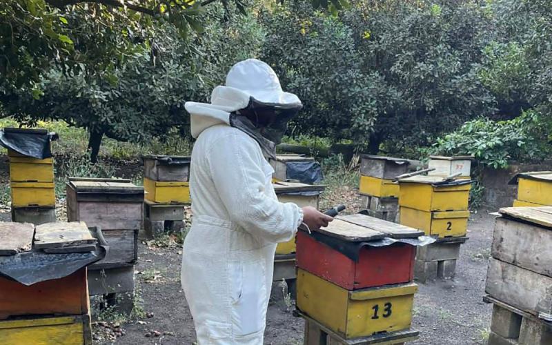 Productores apícolas formalizan su actividad en San Marcos