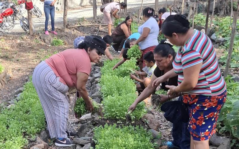 Productores de Baja Verapaz obtienen resultados exitosos con cosechas de huertos locales