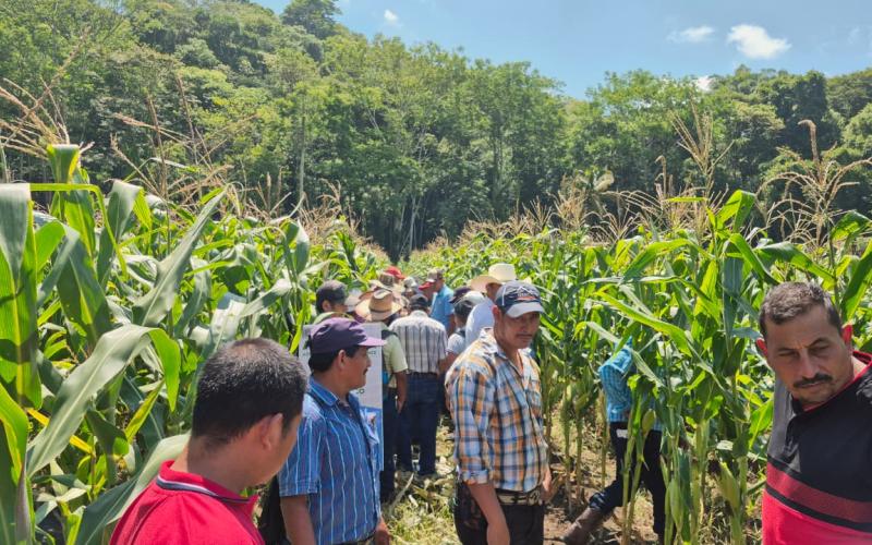 Productores de Poptún fortalecen conocimientos de cultivo de maíz