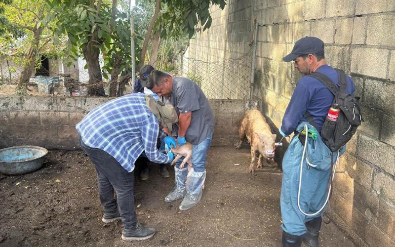 Jornadas de vigilancia sanitaria y atención veterinaria en Petén