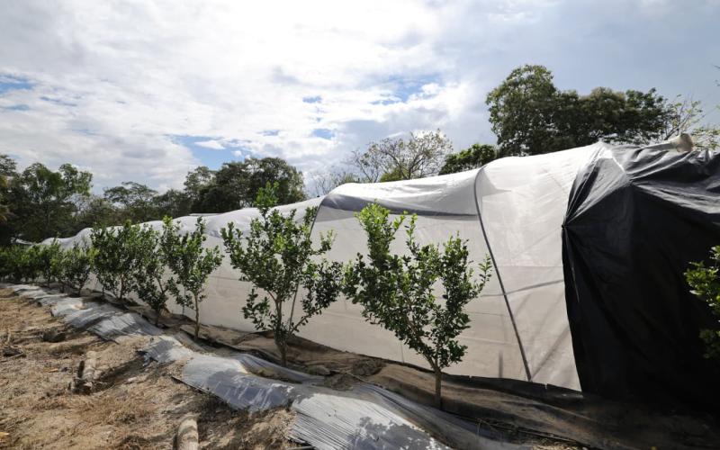 Recomendaciones para el agro por lluvias y calor imperante en el país