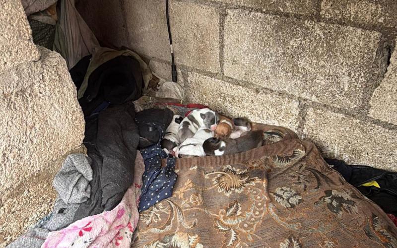 Resguarda a ocho animales por vivir en condiciones inadecuadas