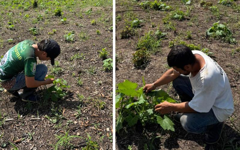 Se brinda asistencia para el manejo del cultivo de pepitoria