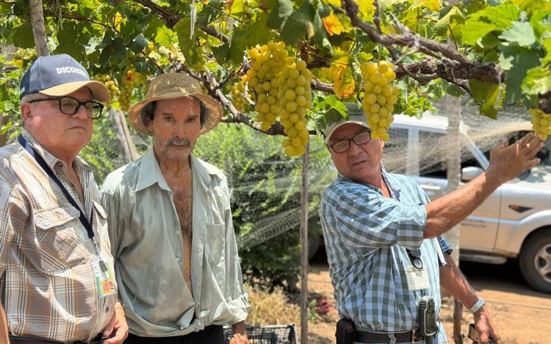 Tecnifican el cultivo de uva en Zacapa mediante el monitoreo y control de plagas
