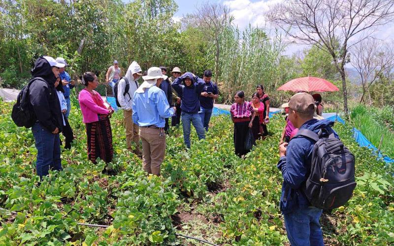 Transfieren tecnologías agrícolas a productores de frijol en Huehuetenango
