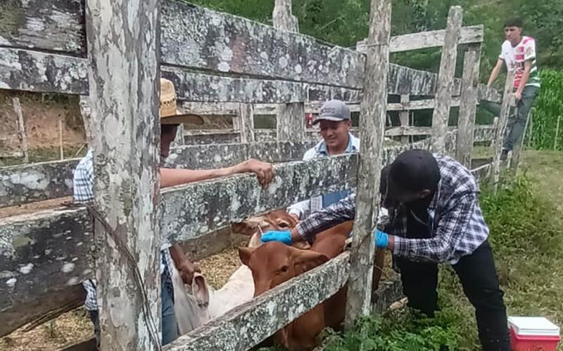 Vacunan a 116 bovinos contra la rabia en Zacapa
