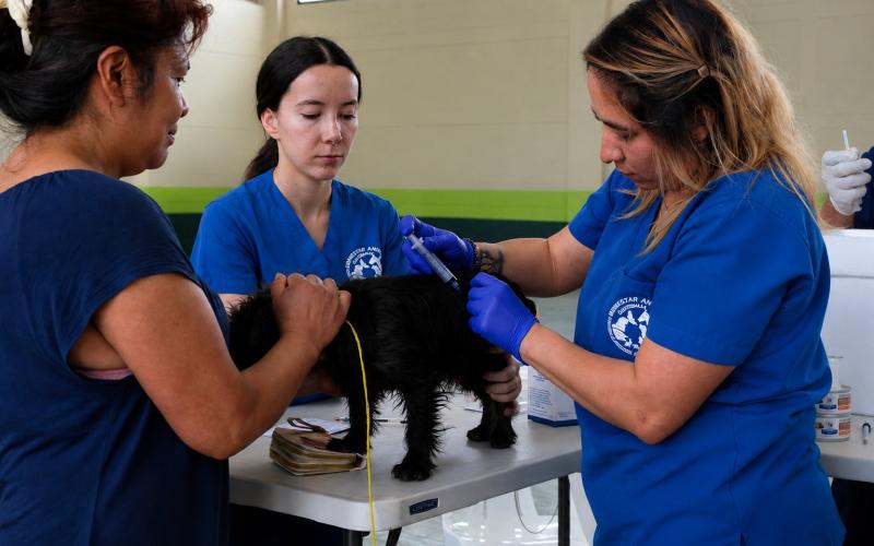 Vacunar a las mascotas es un acto de amor y responsabilidad