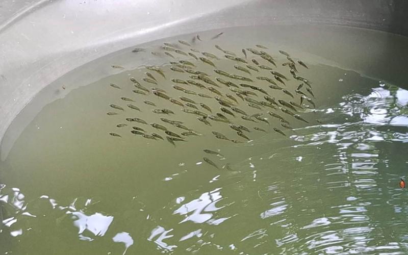 Brindan asistencia técnica para mejorar cultivo de tilapia