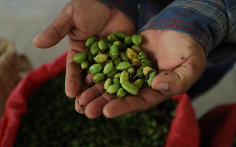 El cardamomo fortalece la economía y la salud de miles de familias guatemaltecas